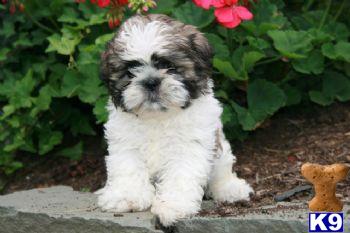 Shih Tzu Puppies for Sale